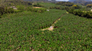 Um Mundo Sem Bananas! Será Que Elas Realmente Vão Desaparecer?