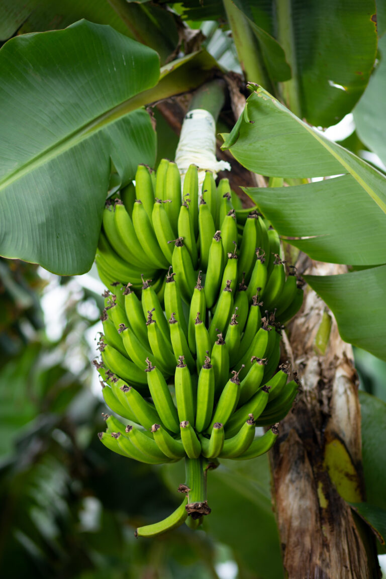 cachos de banana