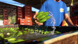 Como funciona a colheita e pós colheita da banana?